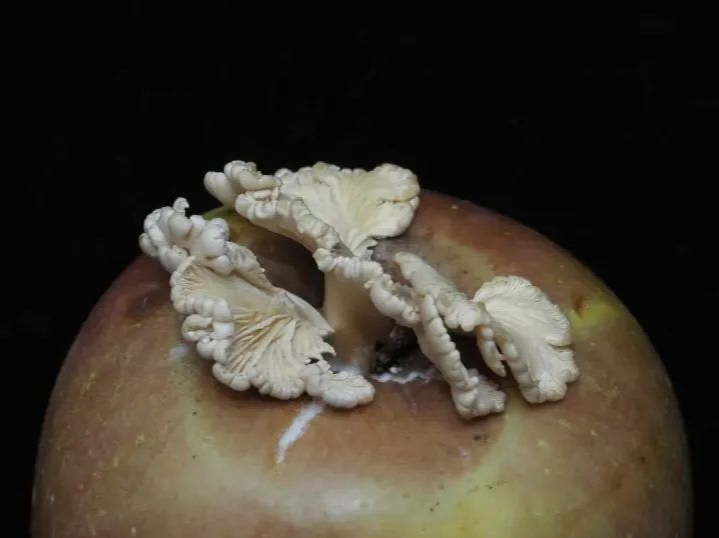 红遍全网的苹果蘑菇，有后代了！会是什么神奇的味道？