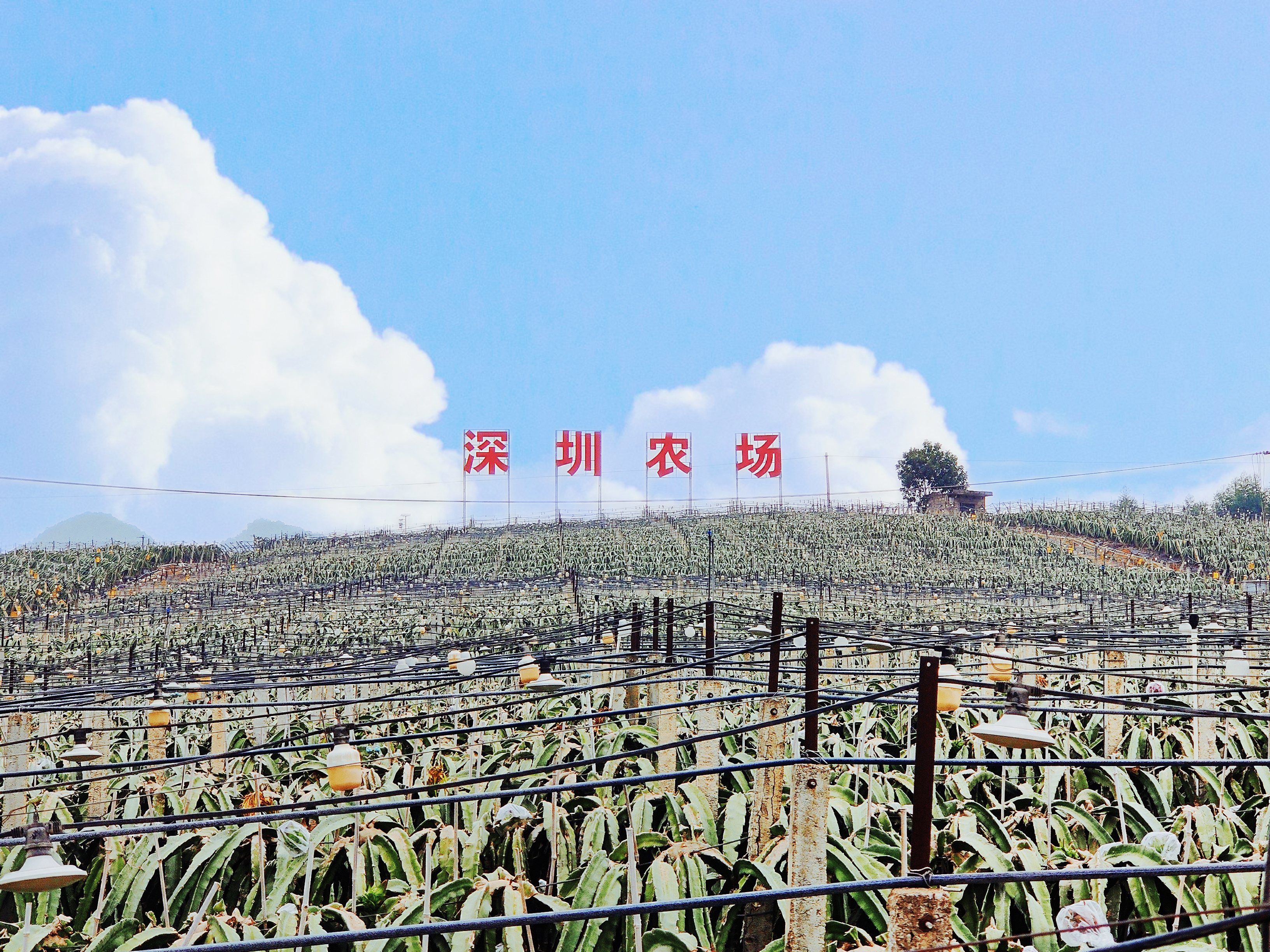深圳农场：引领未来农业发展新趋势
