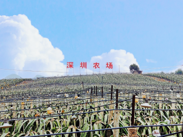 深圳农场：引领未来农业发展新趋势