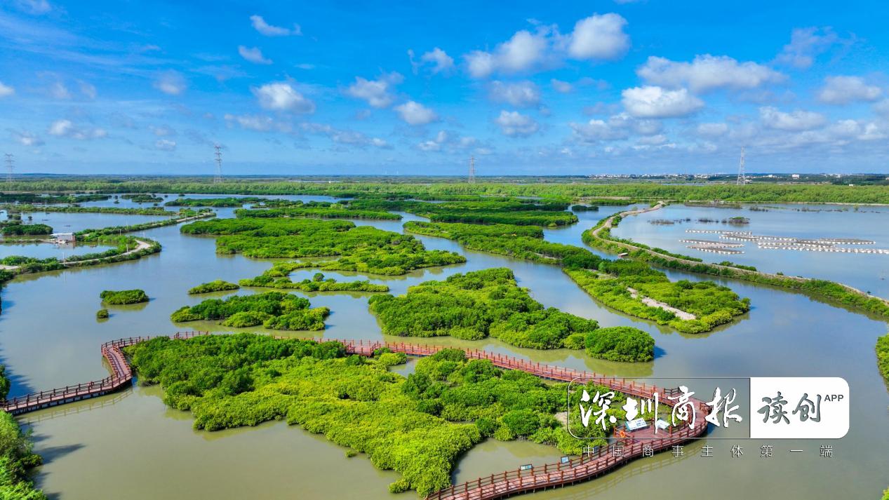 湛江起笔，深圳破局！广东率先探索红树林碳汇价值实现新路径
