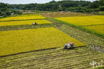 夏粮同比增产45.5%！中山又见一年好“丰”景