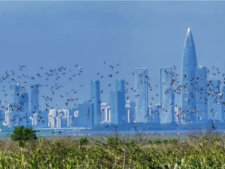 深圳人的闹钟：叽叽～喳喳～嘤嘤～啾啾～咕咕