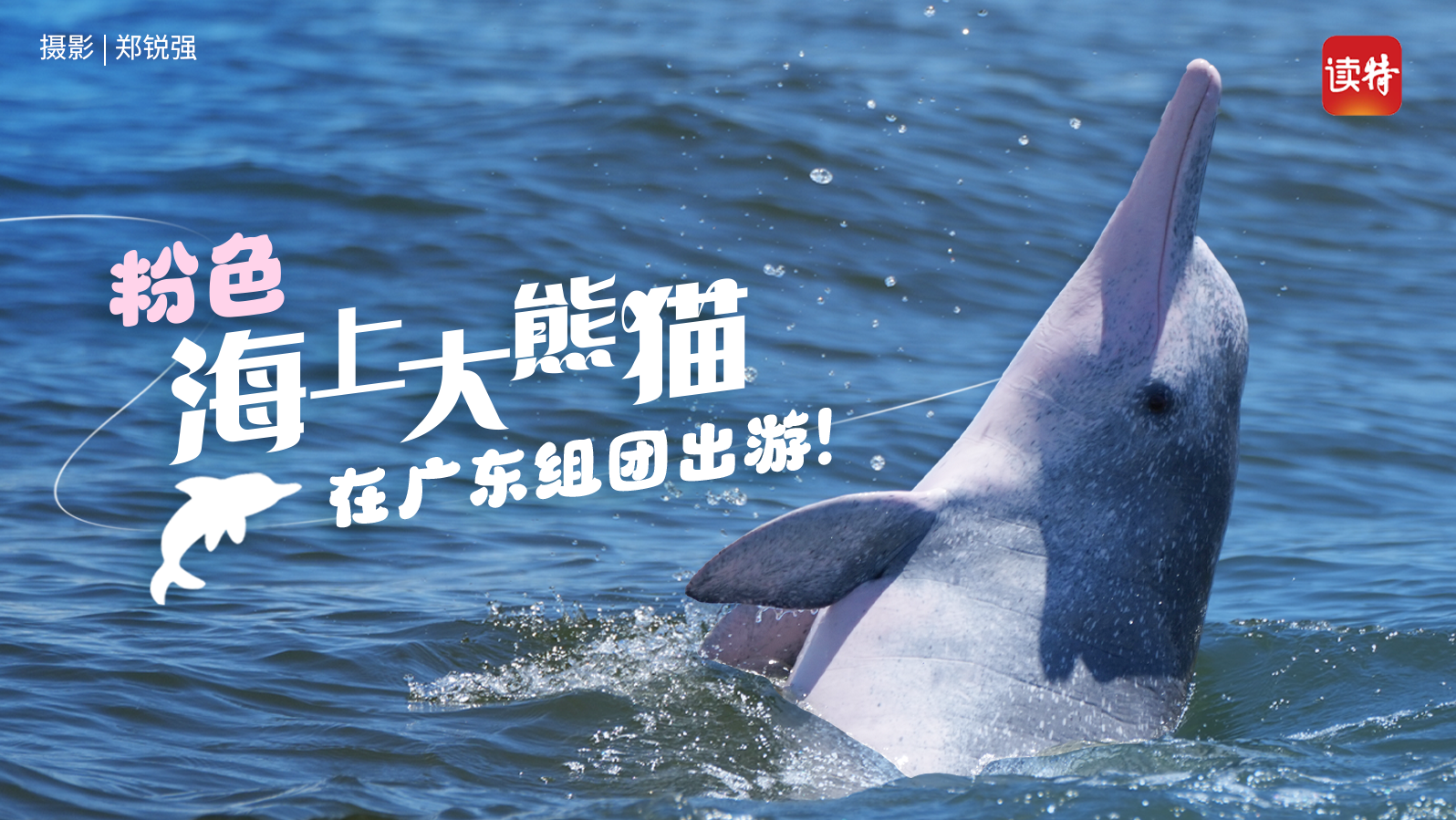 粉色“海上大熊猫”在广东组团出游！还带来一段花游表演