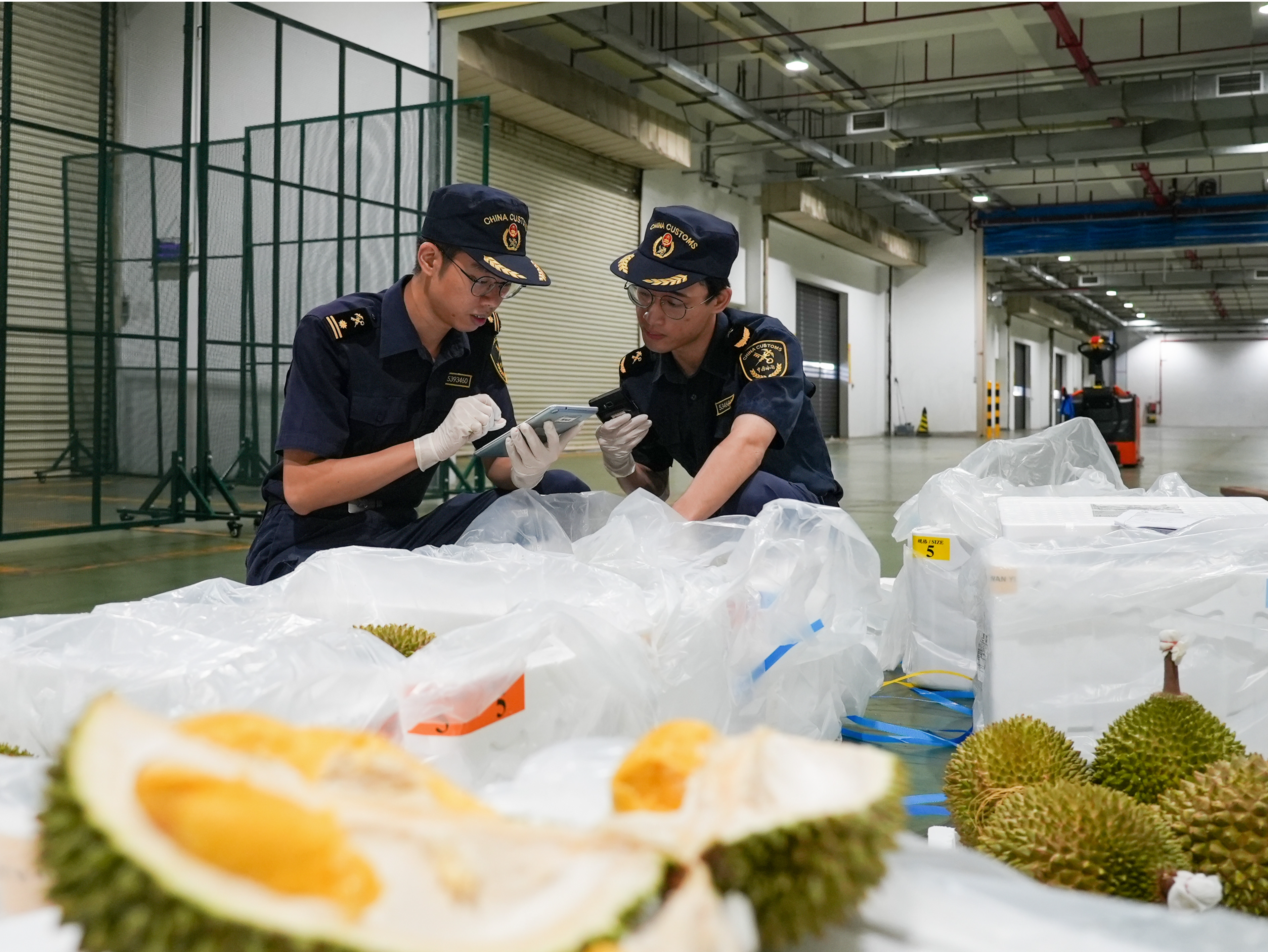 首批马来西亚鲜食榴莲抢“鲜”入深