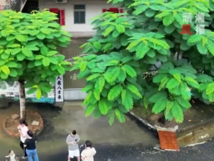 全红婵家的“水花消失树”、黄雨婷家的“石来运转”成网红景点？网友：打卡可以，不要打扰