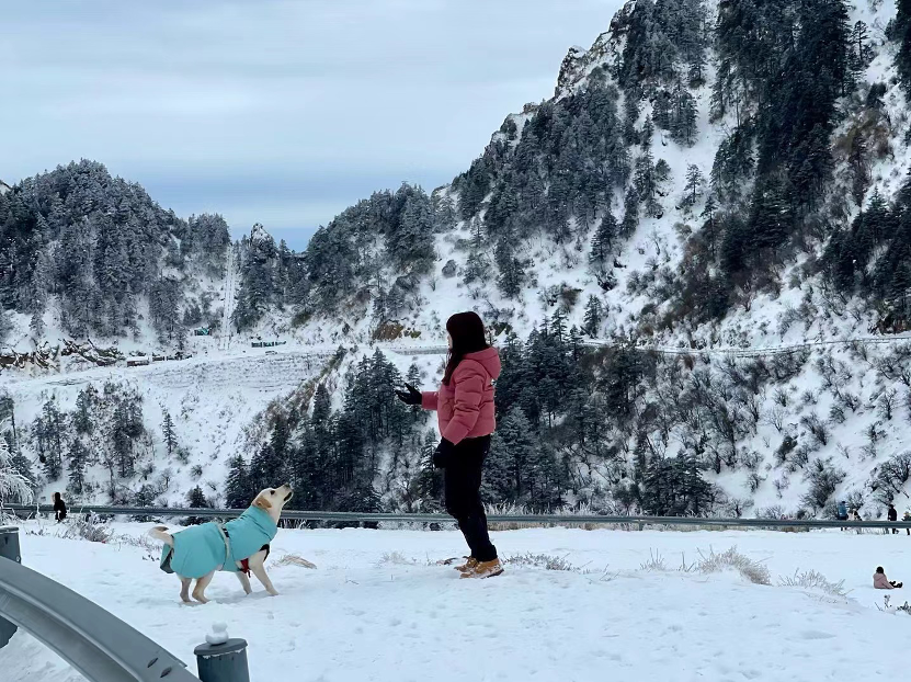 携宠出游持续升温，“它经济”跑出新赛道 | 宠圈那些事