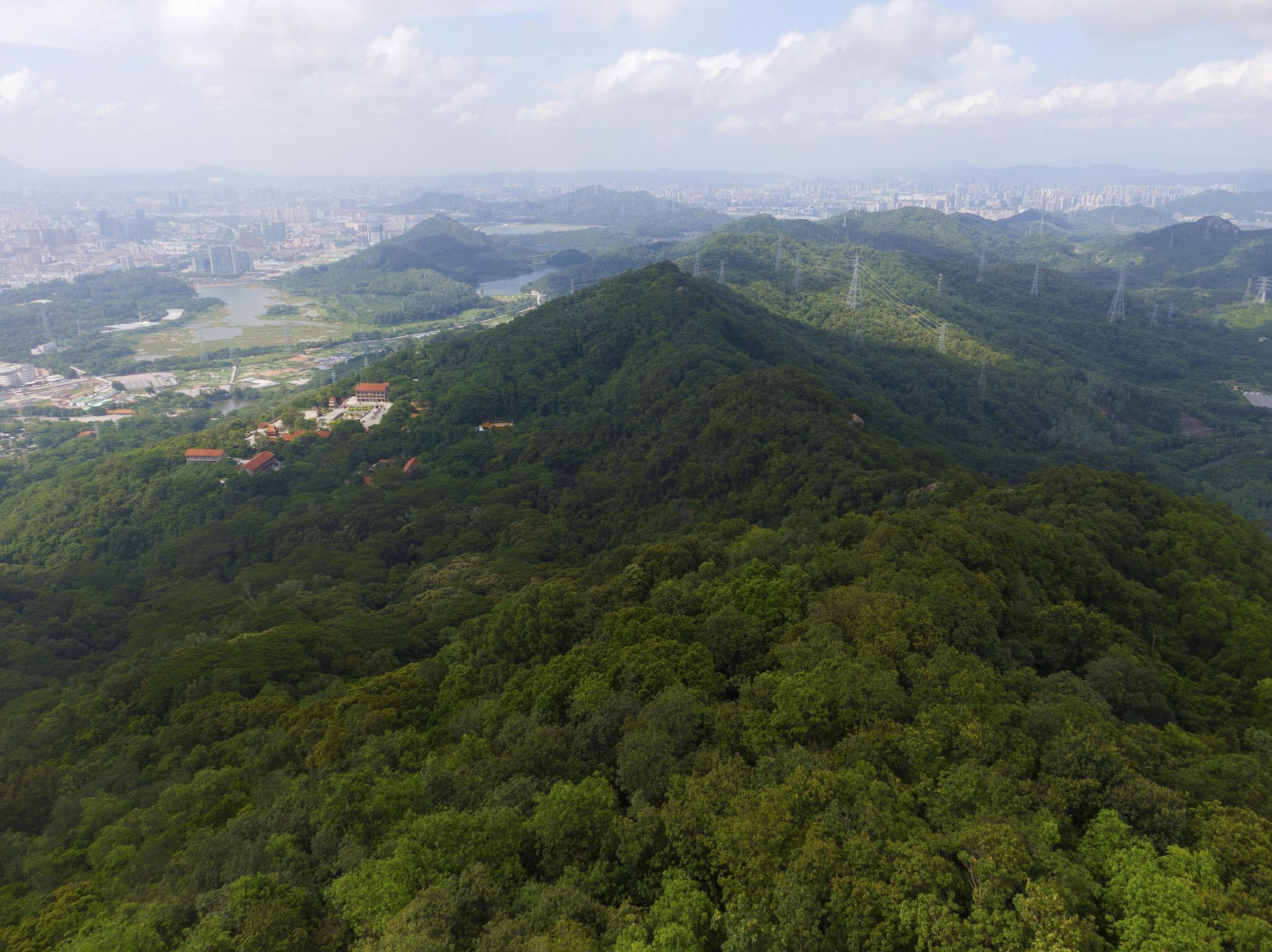 19个建设项目为古树名木“让路”！深圳完成2024年林分优化及新造林抚育任务
