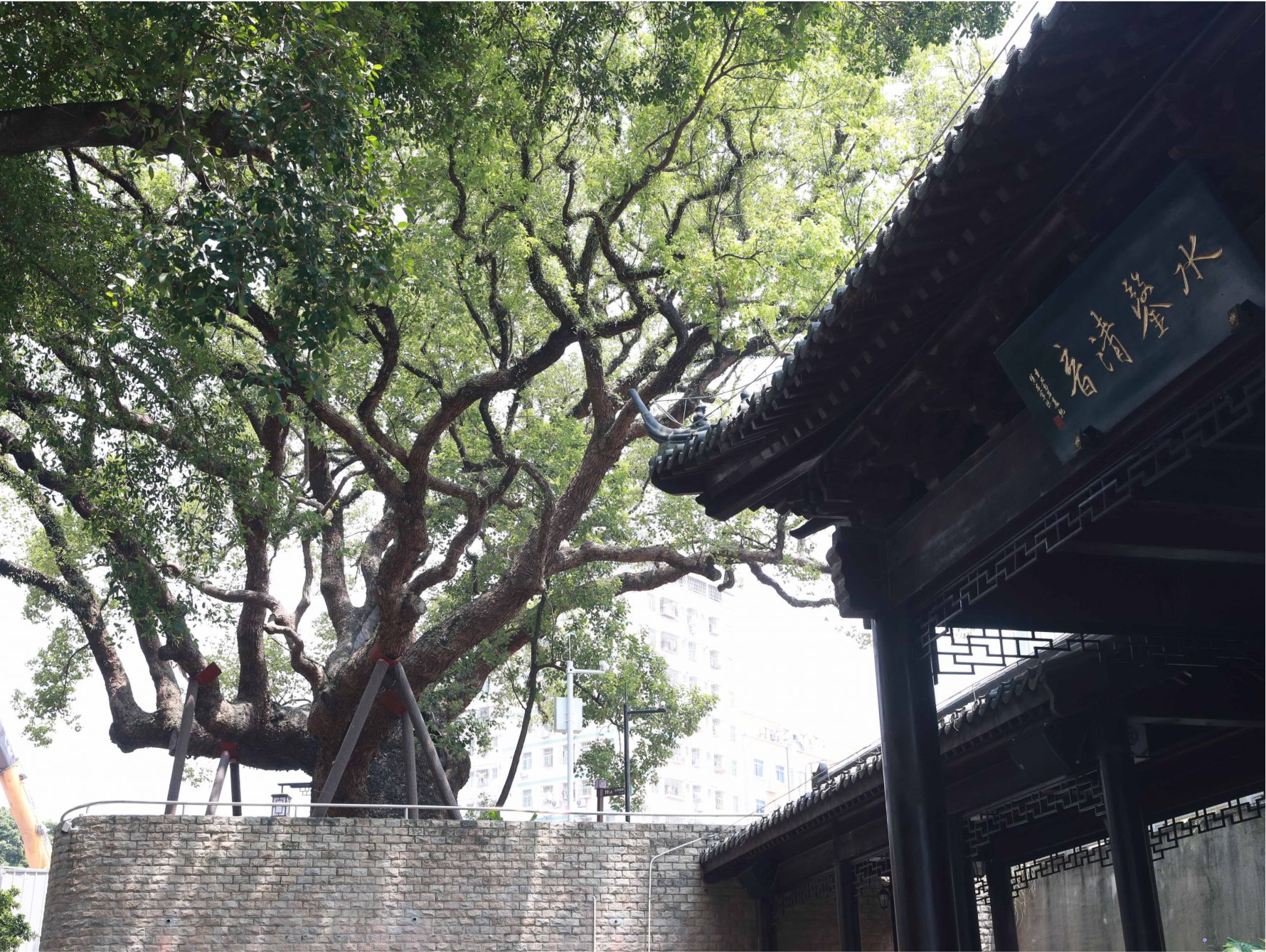 百年古树添新韵：深圳城市品质提升的历史守望者丨守护绿美古树名木