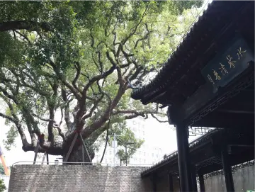 百年古树添新韵：深圳城市品质提升的历史守望者丨守护绿美古树名木