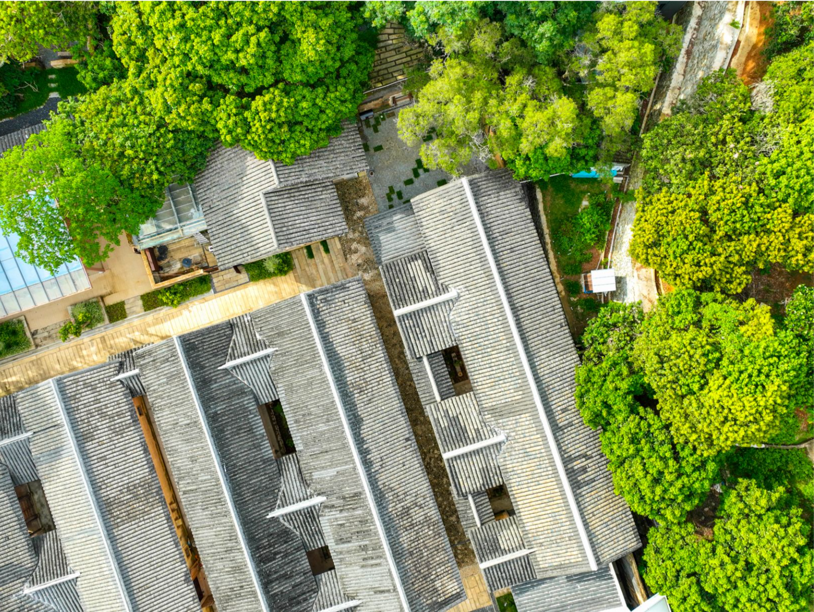 深圳在古树名木保护中适度创新利用：自然遗产活化重生，城市会客厅绿色诗意
