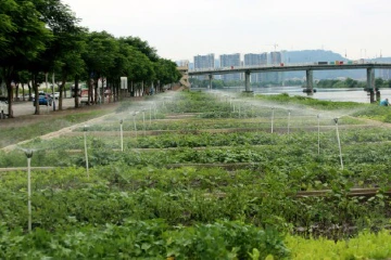 中山板芙社区：居民抽签认种认管闲置地，打造“绿美”江景小园
