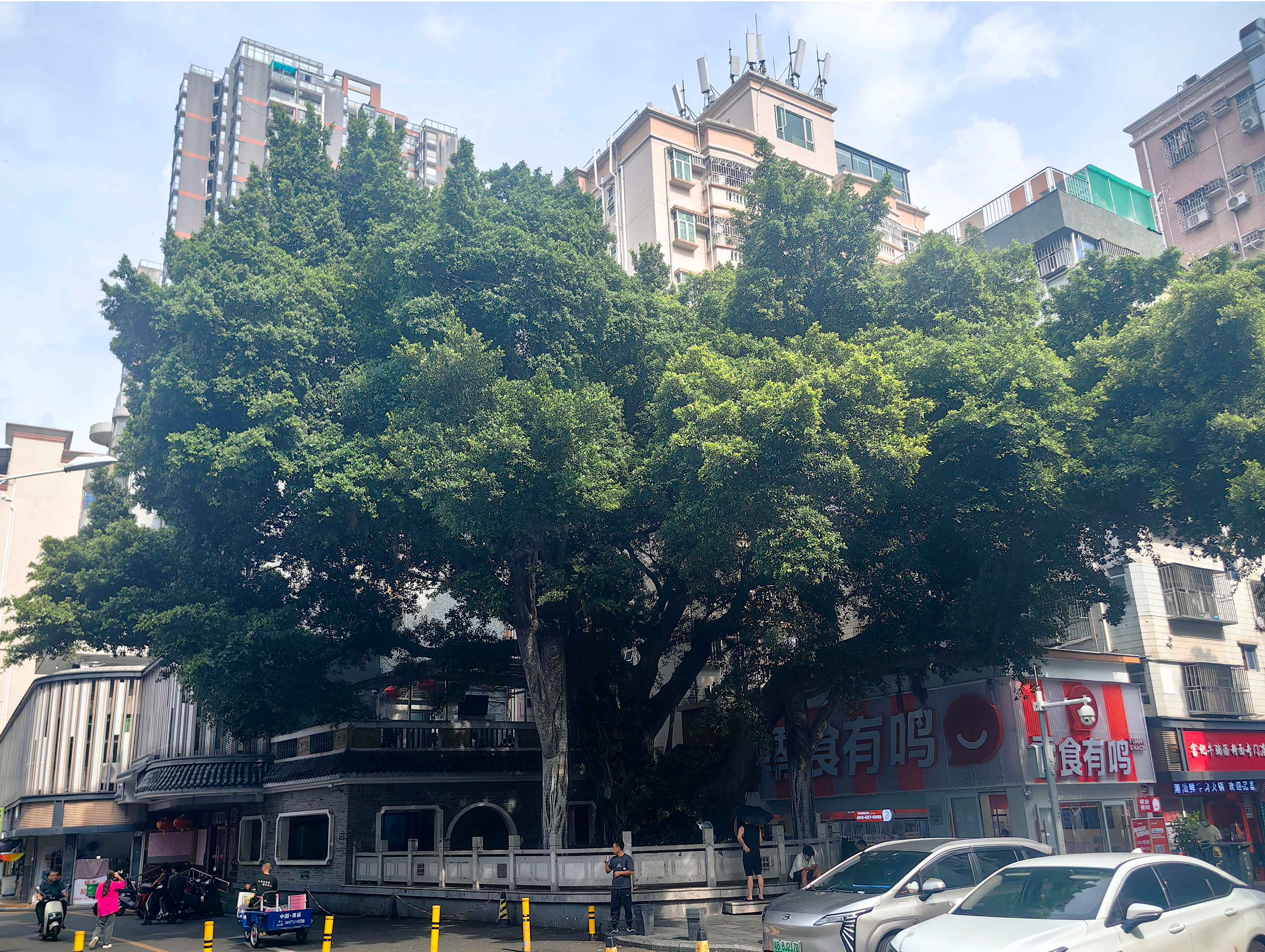 深圳社会力量共同守护绿美古树名木