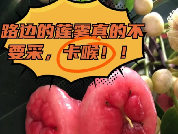 深圳街头出现的“粉色果果”，别采更别吃！还有这些，可能有毒→ | 深边事
