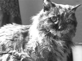 在世最长寿的猫咪去世：享年33岁，相当于人类152岁