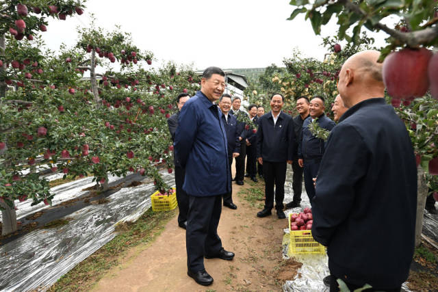 9月10日至13日，中共中央总书记、国家主席、中央军委主席习近平在甘肃考察。这是11日上午，习近平在天水市麦积区南山花牛苹果基地考察时，走进果林了解相关种植、技术和管理情况。新华社记者 谢环驰 摄