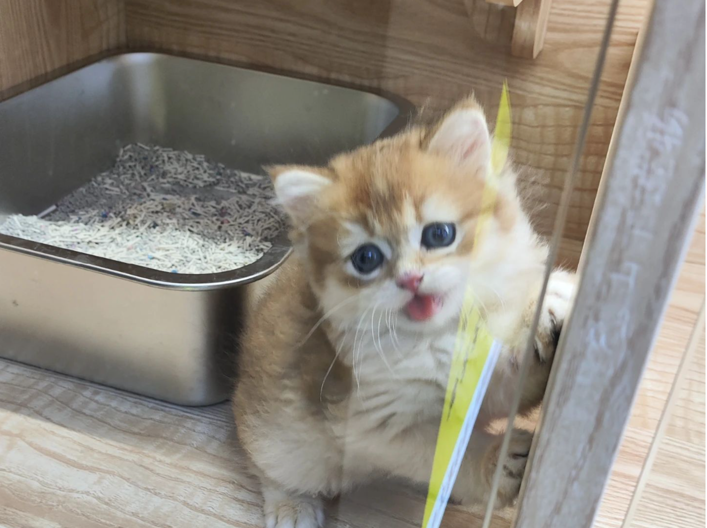 “猫没了，猫贷还在”！分期购宠是门什么生意？| 有料