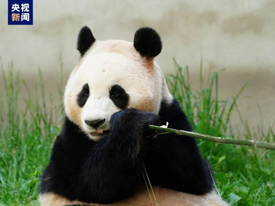 大熊猫保护研究中心回应网友：福宝进入假孕状态