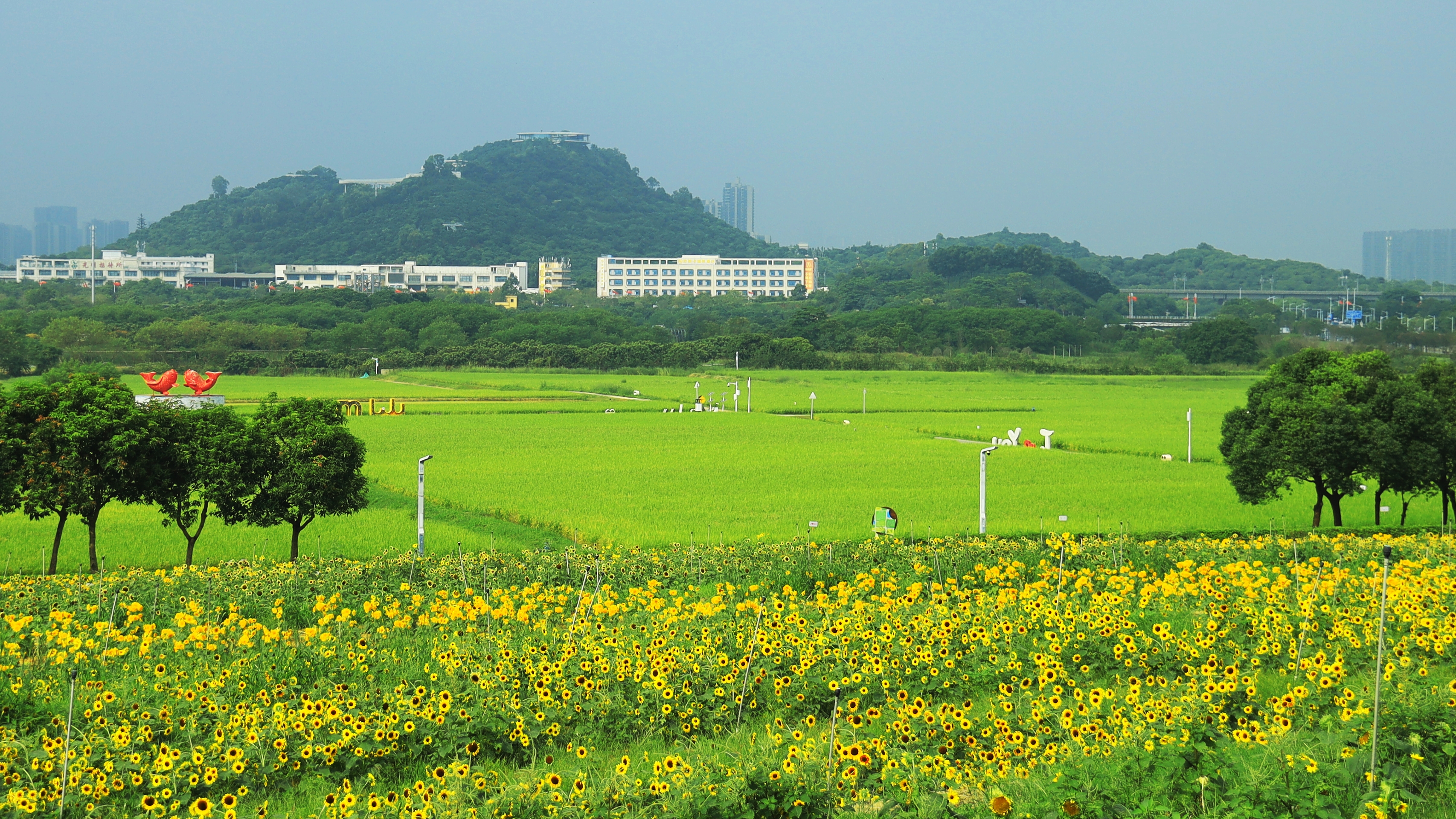光明欢乐田园将在国庆期间举办“大地丰收节”