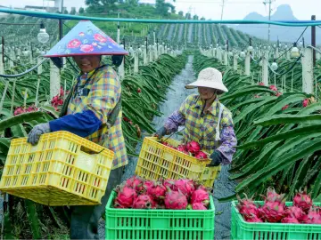  晶报特别报道｜深圳：智慧兴农与对口帮扶的“丰收”