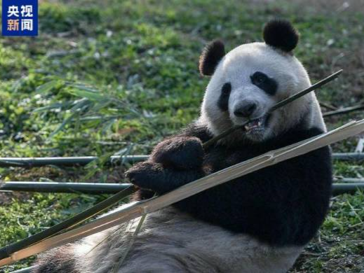 旅芬大熊猫“华豹”“金宝宝”将于今年年内提前接返回国