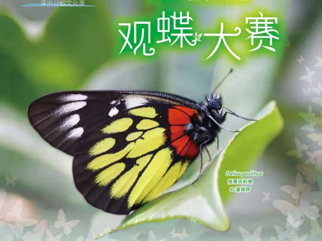 “寻找公园里的舞动精灵”——2024年首届深港观蝶大赛开启
