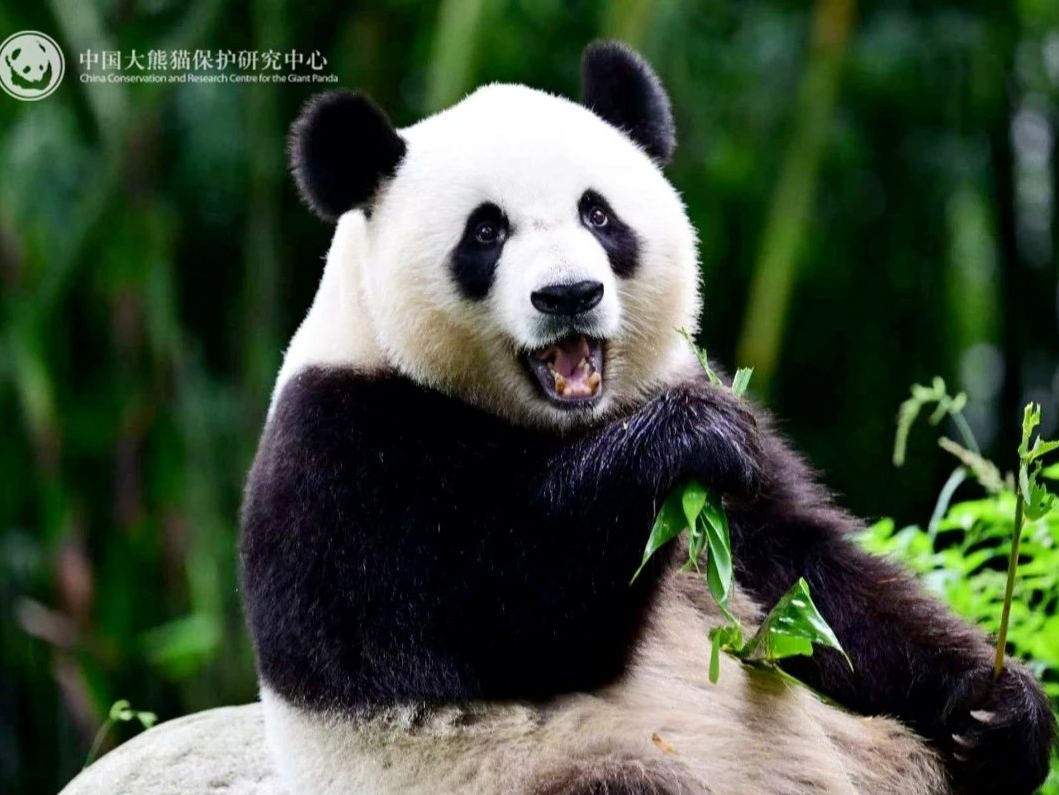 全城期待！大熊猫安安可可今日赴港，将定居海洋公园