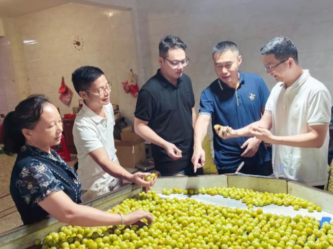 深圳帮扶打造“果香小镇”，汕头潮阳金灶镇特色水果五彩绽放“农民丰收节”