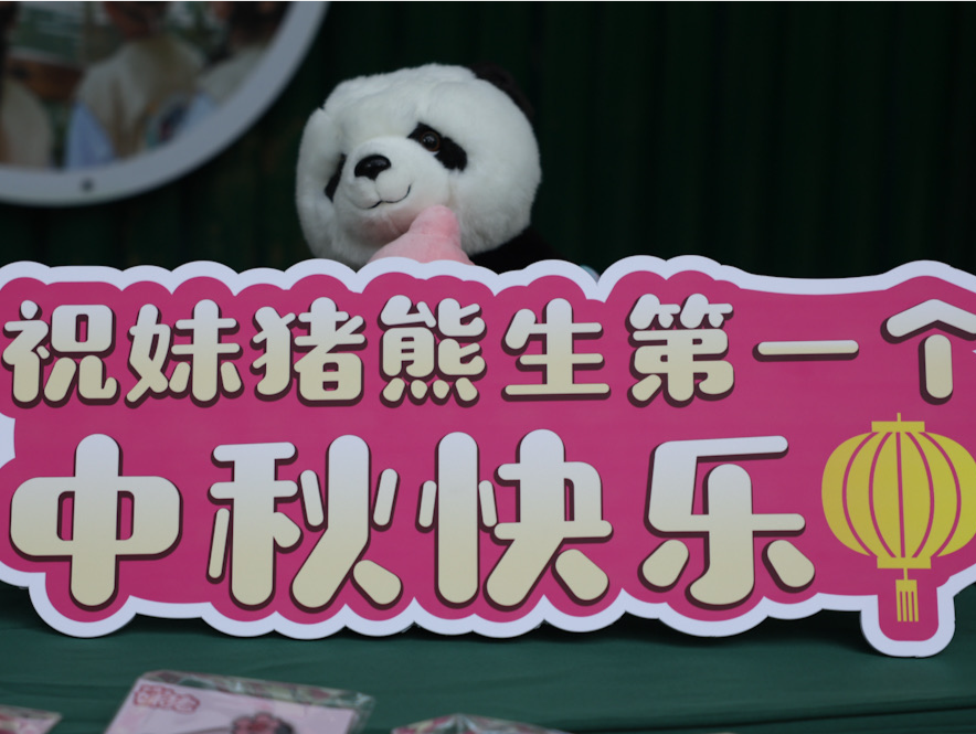 长隆大熊猫“萌二代”IP形象首发！“妹猪”萌力开启动物界中秋节庆