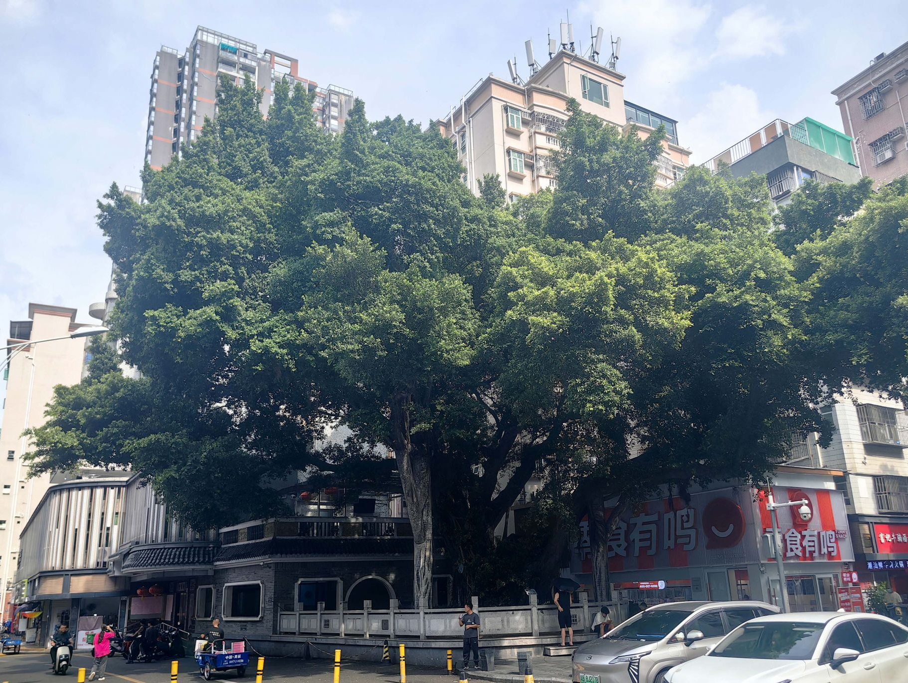 守护绿美古树名木 | 深圳为古树名木编织智慧守护网