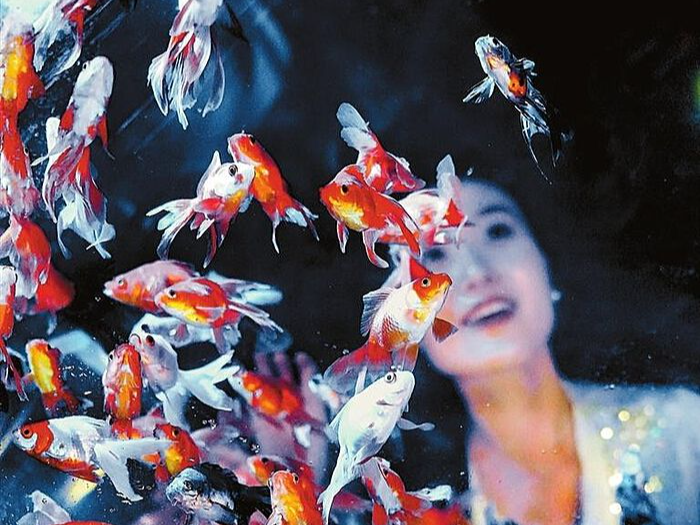 深圳又一大展刷屏！万尾金鱼闪耀梦幻“画境”