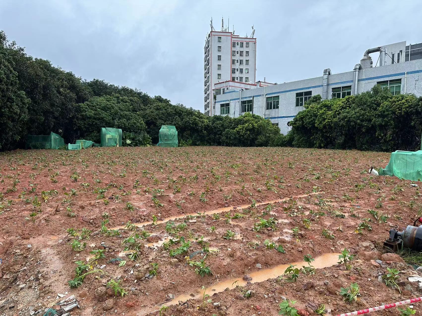 上千平方米耕地被占用为停车场！公明街道依法复耕地块