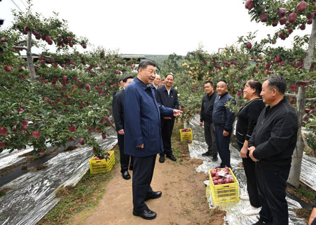 9月10日至13日，中共中央总书记、国家主席、中央军委主席习近平在甘肃考察。这是11日上午，习近平在天水市麦积区南山花牛苹果基地考察时，走进果林了解相关种植、技术和管理情况。新华社记者 谢环驰 摄