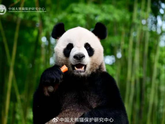 视频来了！新一对赠港大熊猫，好萌