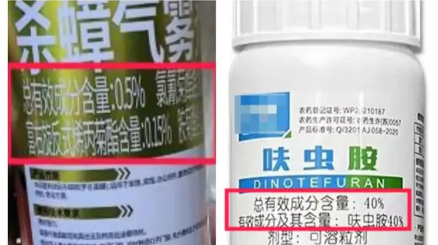 网传“广东蟑螂已进化”？疾控部门回应：不科学