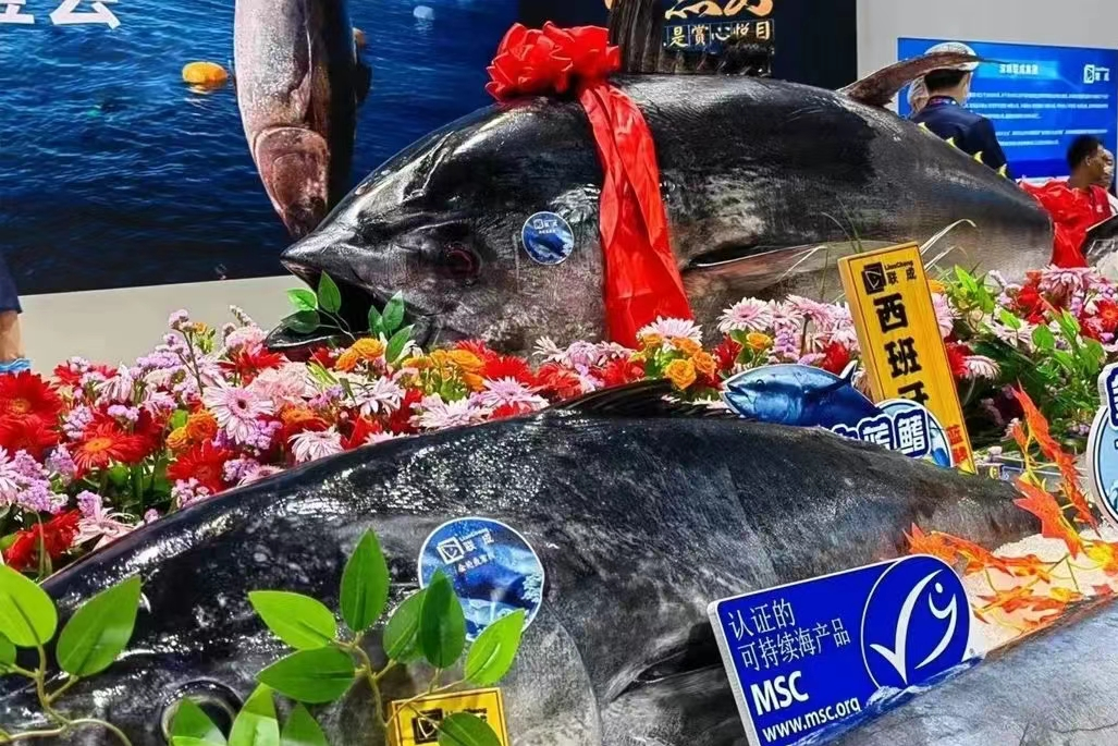 马耳他蓝鳍金枪鱼“游”到深圳