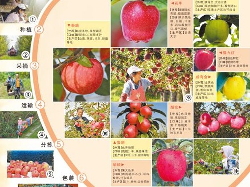 “红苹果”正变成“金苹果”