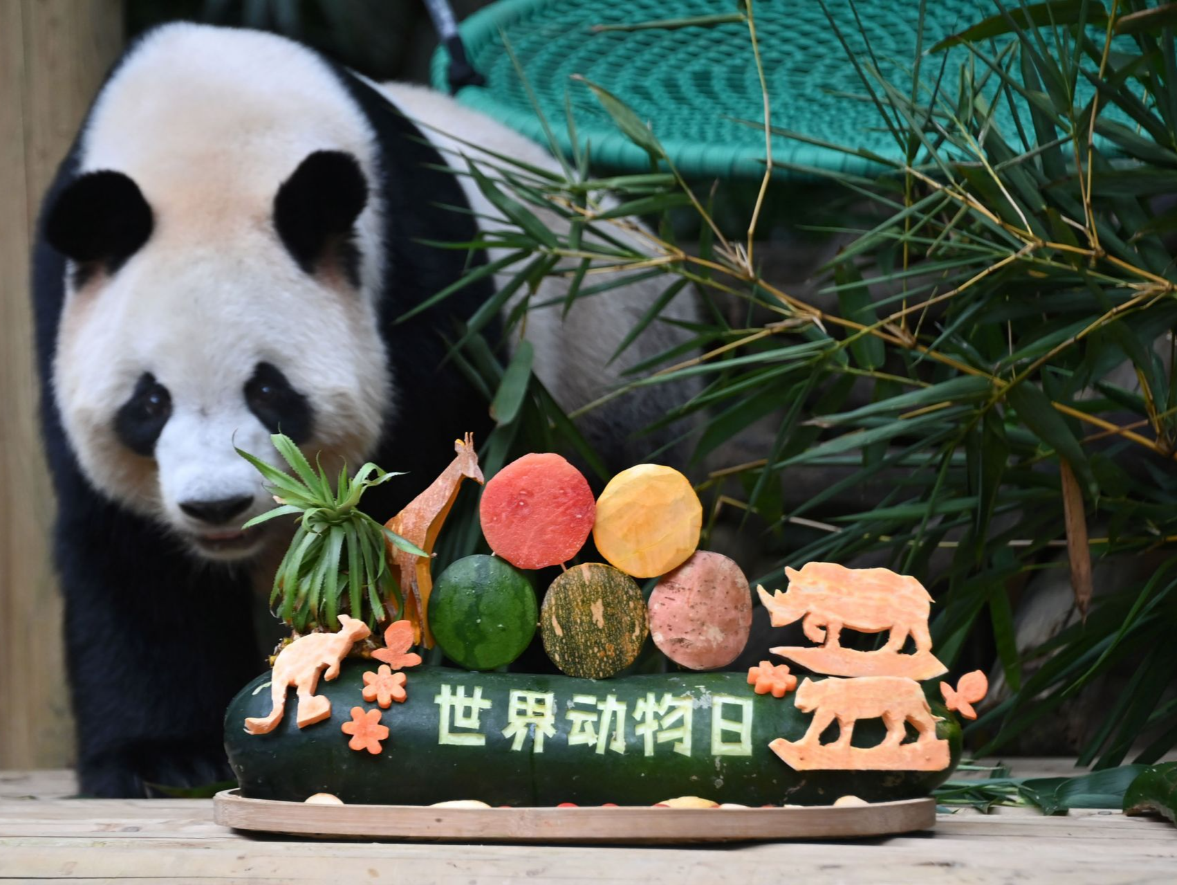 世界动物日，深圳野生动物园大熊猫乐享“节日大餐”