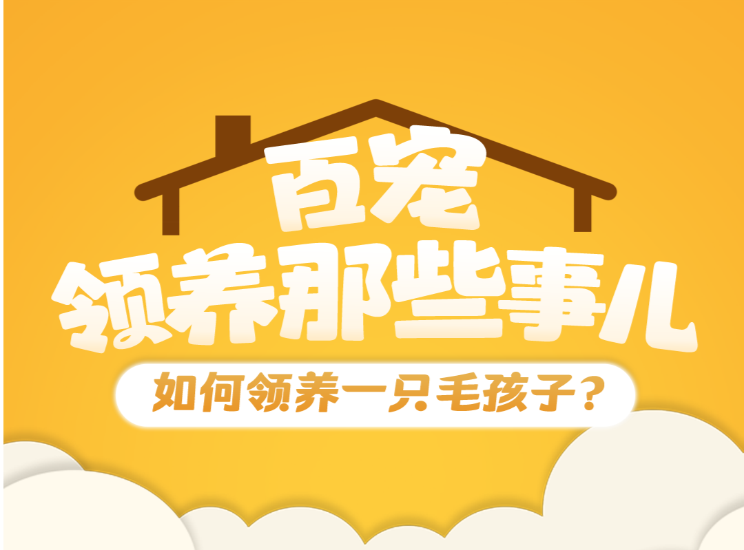 百宠领养那些事儿 | 如何在读特免费领养一只宠物？