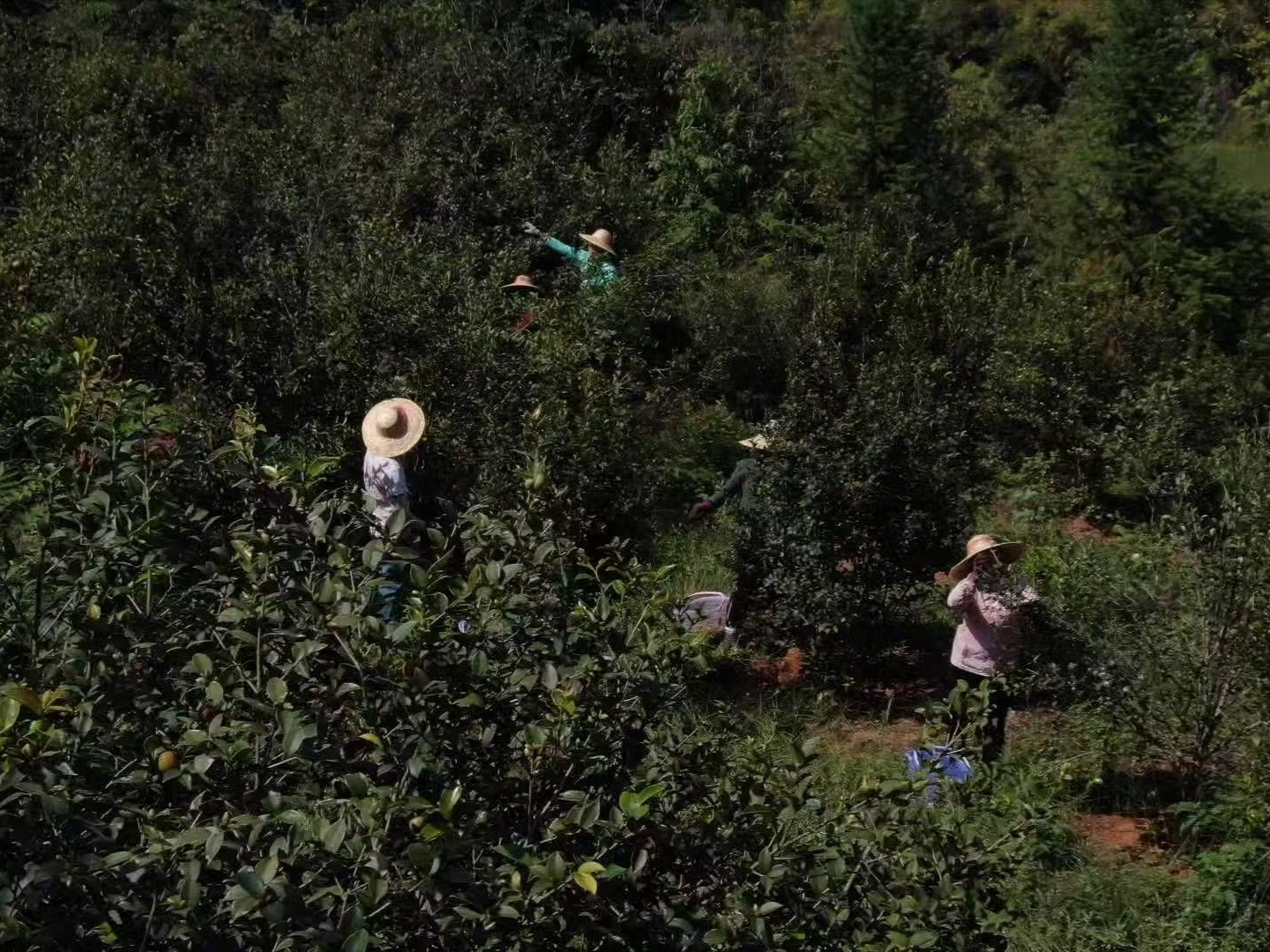 小小油茶果，榨出“致富油”！河源龙川油茶采摘节启动