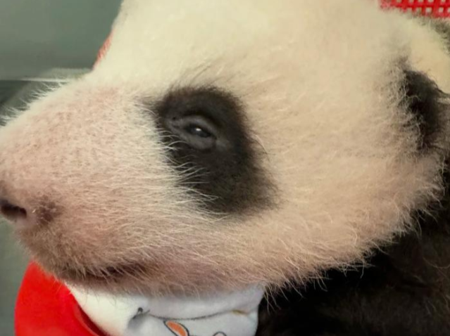 香港正式为两只大熊猫征名