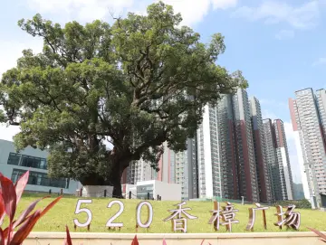 与500岁古树为邻，深圳将建30个绿美古树公园及古树园