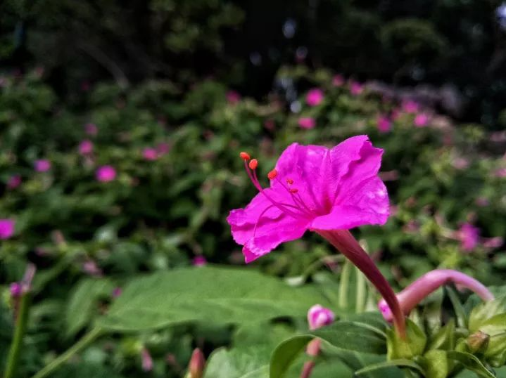 墙角夜饭花丨人文天地·南海潮