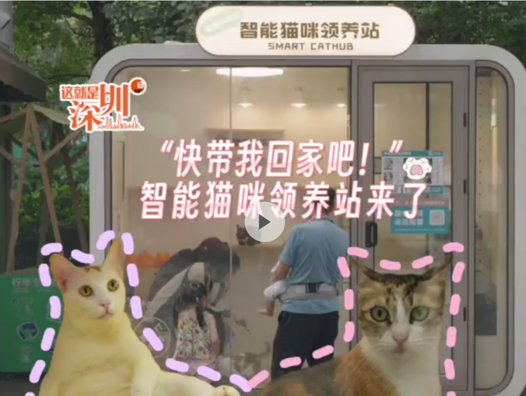 这就是深圳｜“快带我回家吧！”智能猫咪领养站来了
