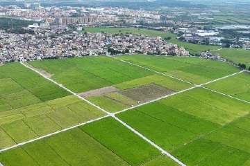 2000亩晚稻开始收割！中山南朗崖口村稻田“丰”景如画