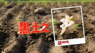 黑土之声｜金菊飘香 今又重阳