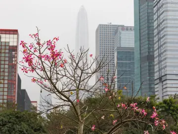 深圳掠影｜人文天地·南海潮