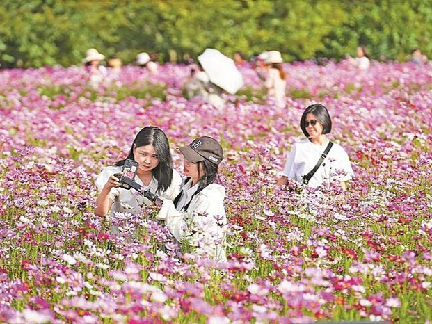招来蜂蝶引来客 观澜这片格桑花真美