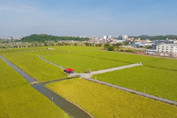 稳粮“有底气”，中山已建成高标准农田37.01万亩