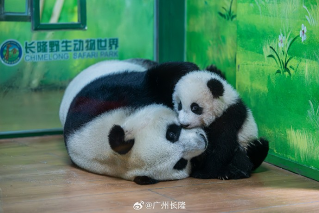 资料图 图源：@广州长隆