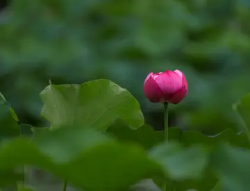 留得秋荷听雨声 ｜人文天地·南海潮